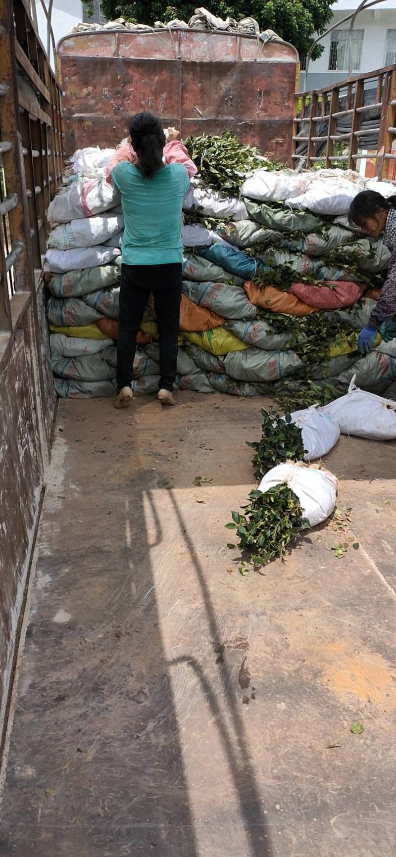 【荐】油茶苗广西油茶苗岑软2号岑软3号嫁接苗基地直发热卖