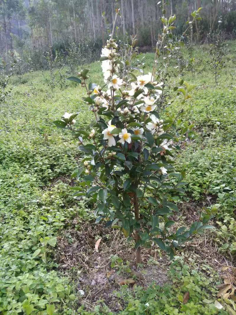 【荐】油茶苗广西油茶苗岑软2号岑软3号嫁接苗基地直发热卖