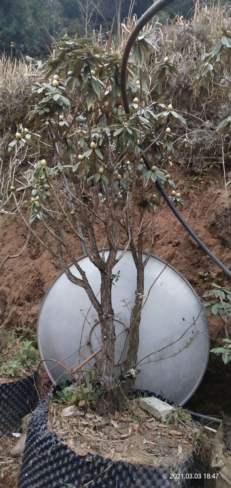 高山杜鹃