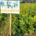 【荐】油茶苗良种油茶苗基地岑软2号嫁接苗3号嫁接苗视频看