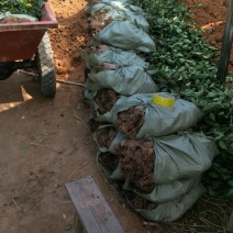 【荐】油茶苗良种油茶苗基地岑软2号嫁接苗3号嫁接苗视频看