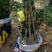 【荐】油茶苗良种油茶苗基地岑软2号嫁接苗3号嫁接苗视频看