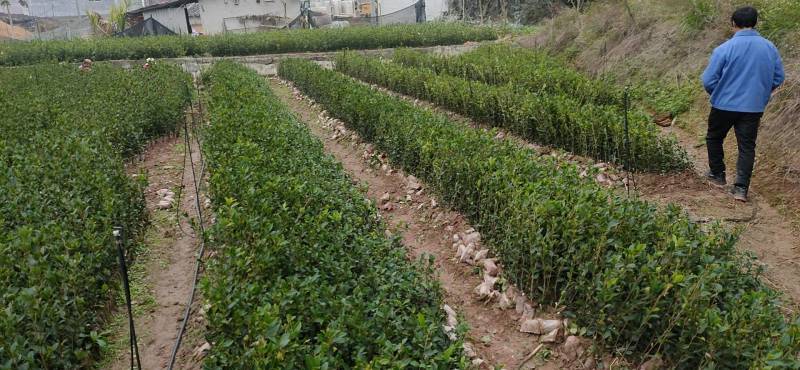 【荐】油茶苗良种油茶苗基地岑软2号嫁接苗3号嫁接苗视频看