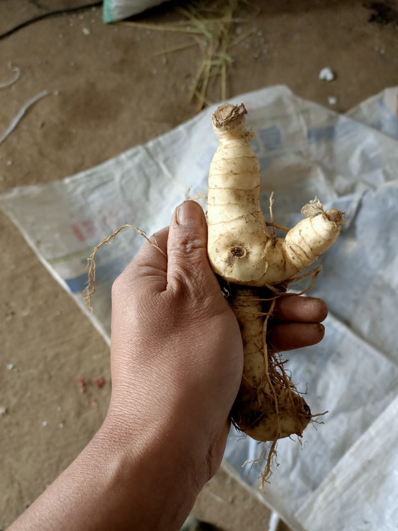 鸡头黄精，干品，种子，种苗！！！！！！！！！！！！！！！