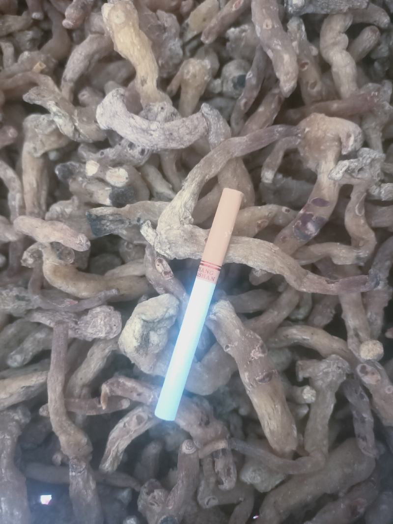 鸡头黄精，干品，种子，种苗！！！！！！！！！！！！！！！