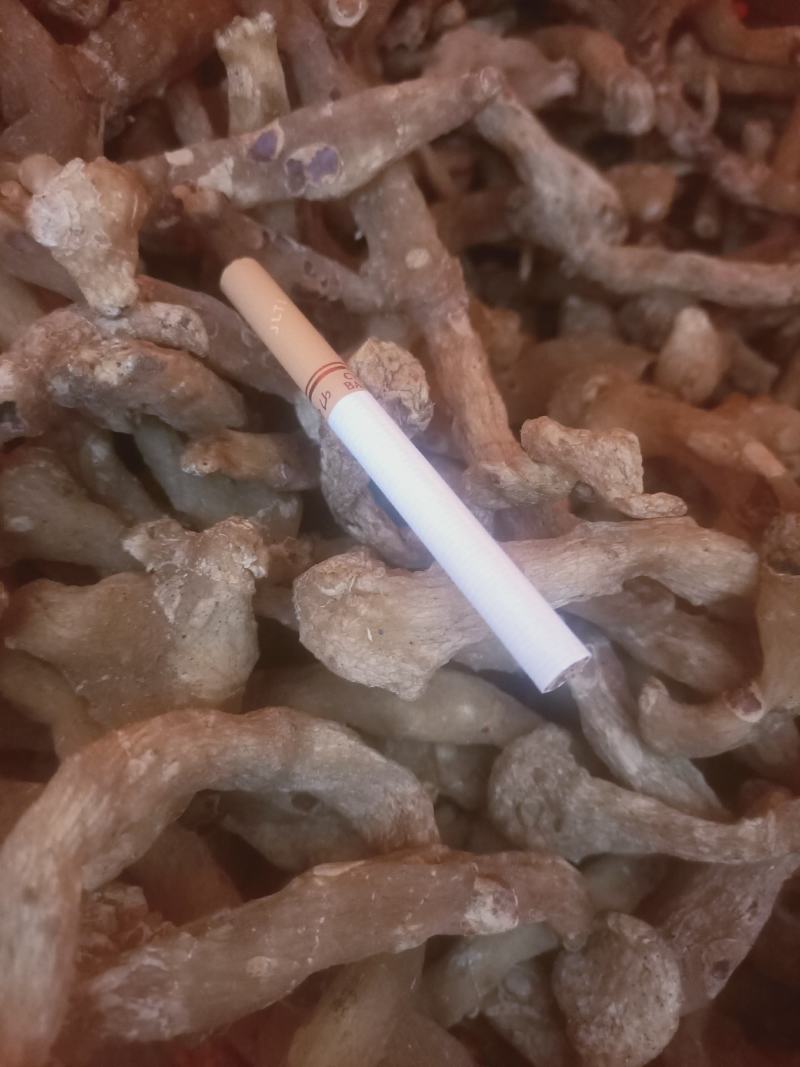 鸡头黄精，干品，种子，种苗！！！！！！！！！！！！！！！