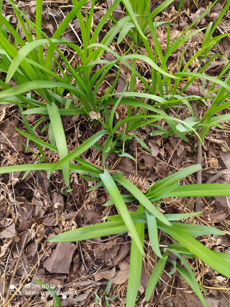 贵州大山农家黄花菜根黄花菜根下单现采