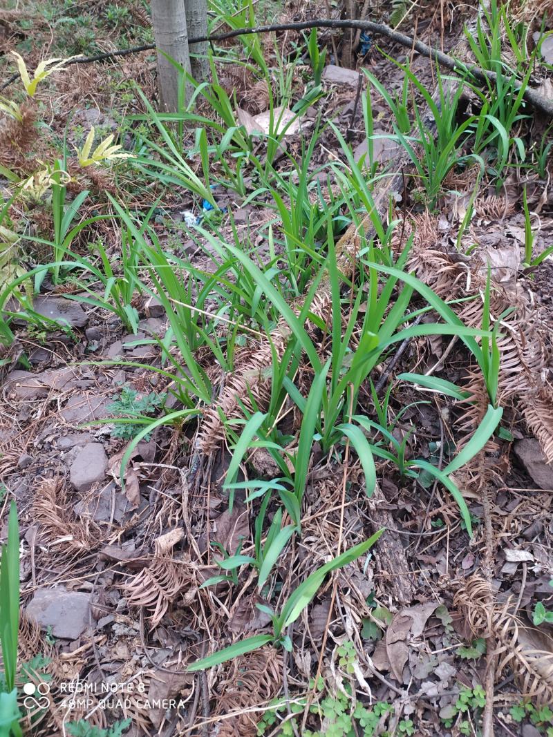 贵州大山农家黄花菜根黄花菜根下单现采