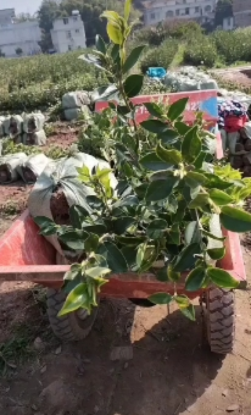 茶苗基地批发广西油茶苗岑软油茶苗岑软2号嫁接苗岑软3号
