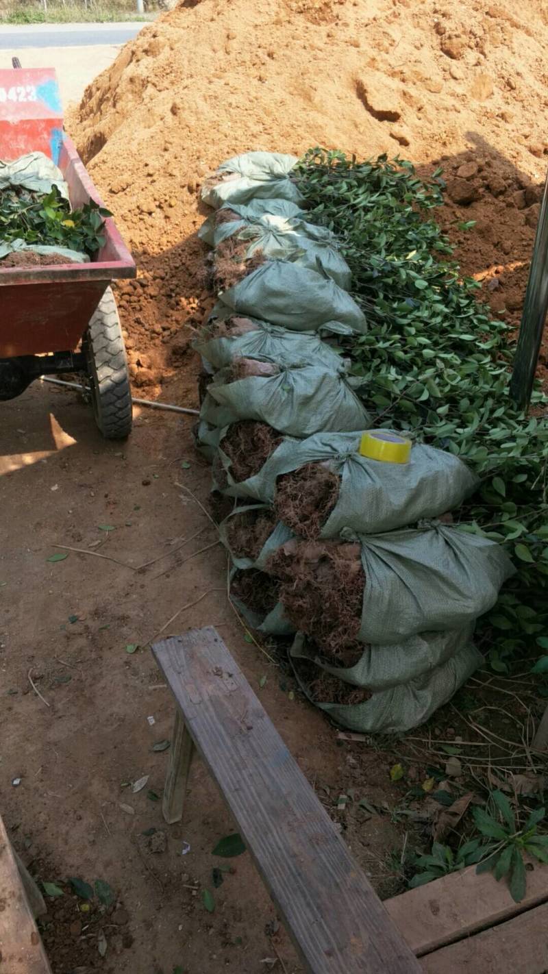 茶苗基地批发广西油茶苗岑软油茶苗岑软2号嫁接苗岑软3号