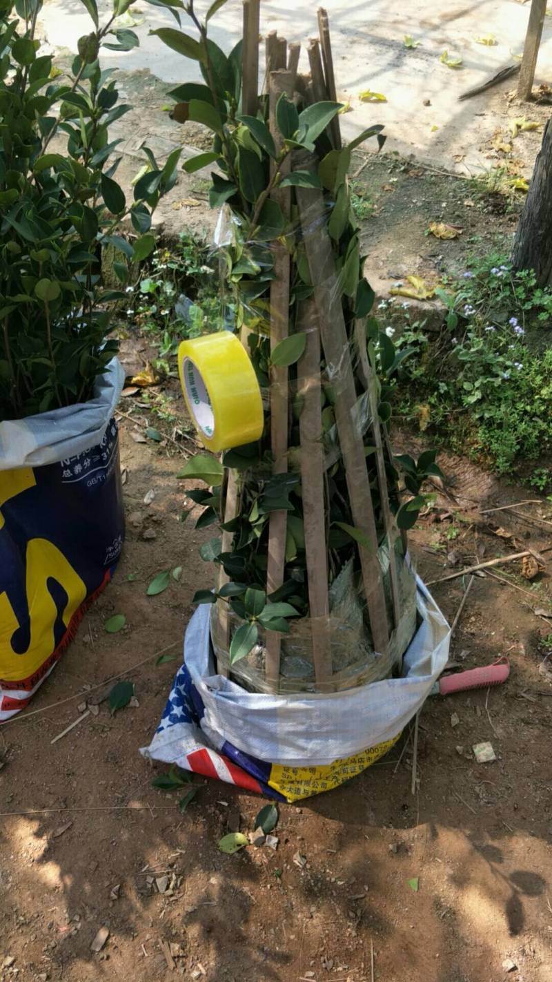 茶苗基地批发广西油茶苗岑软油茶苗岑软2号嫁接苗岑软3号