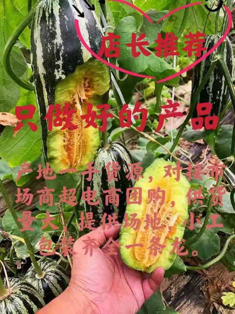 精品博洋9号甜瓜大量供应中产地直发，承接电商微商平台对接