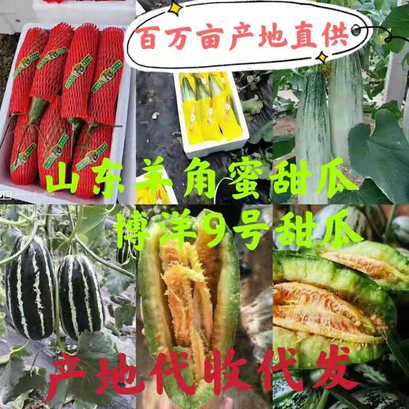 精品羊角蜜甜瓜1斤以上货源充足价格便宜承接电商微商对接