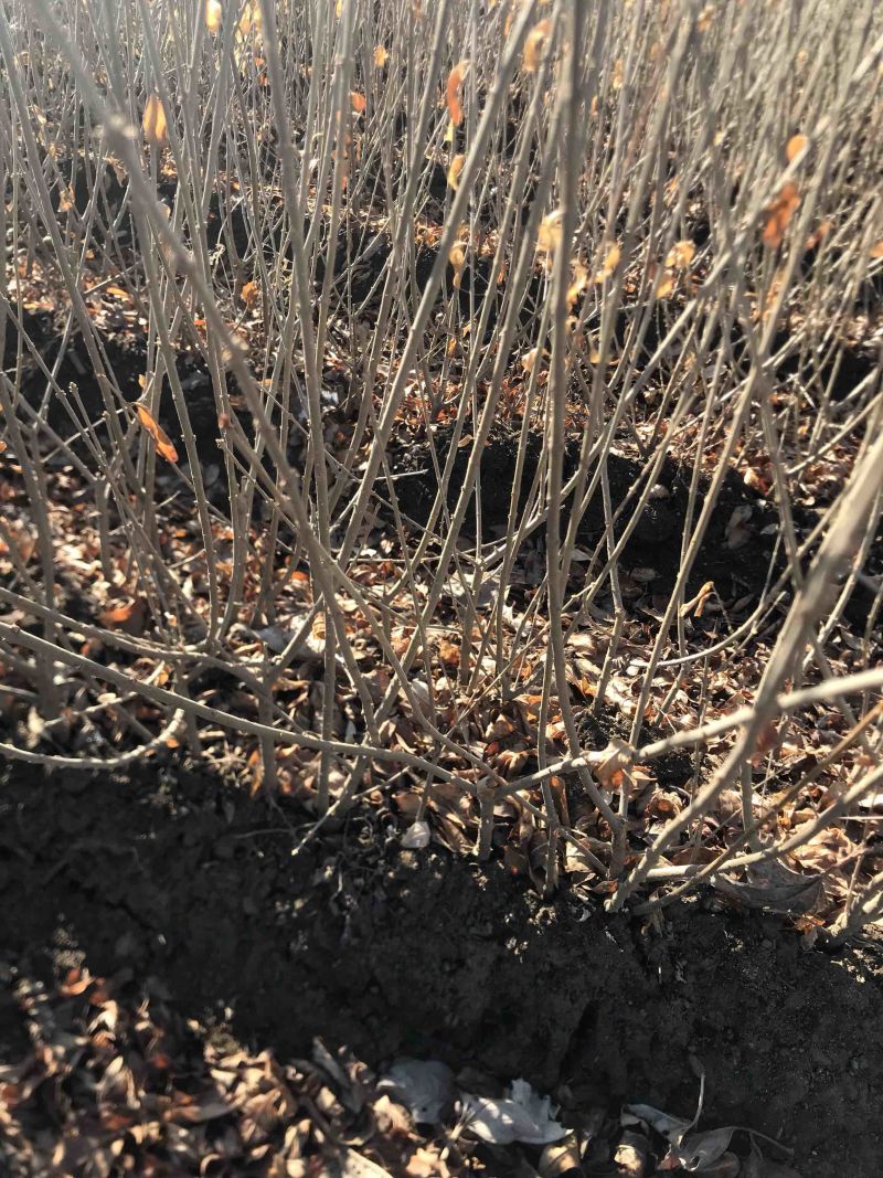 水蜡堆夹值水腊叶片饱满枝条茂盛装杯水蜡小苗