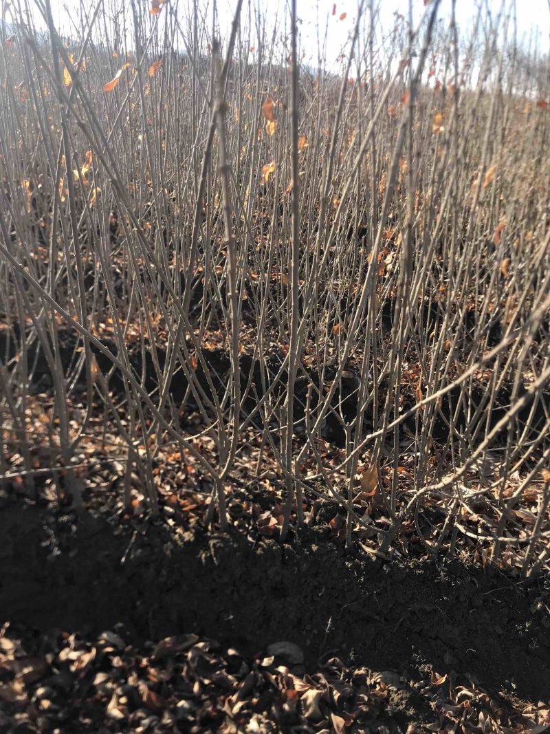 水蜡堆夹值水腊叶片饱满枝条茂盛装杯水蜡小苗