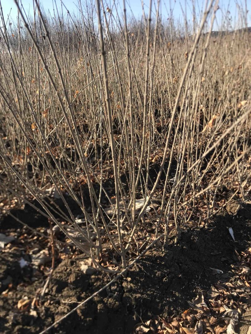水蜡堆夹值水腊叶片饱满枝条茂盛装杯水蜡小苗