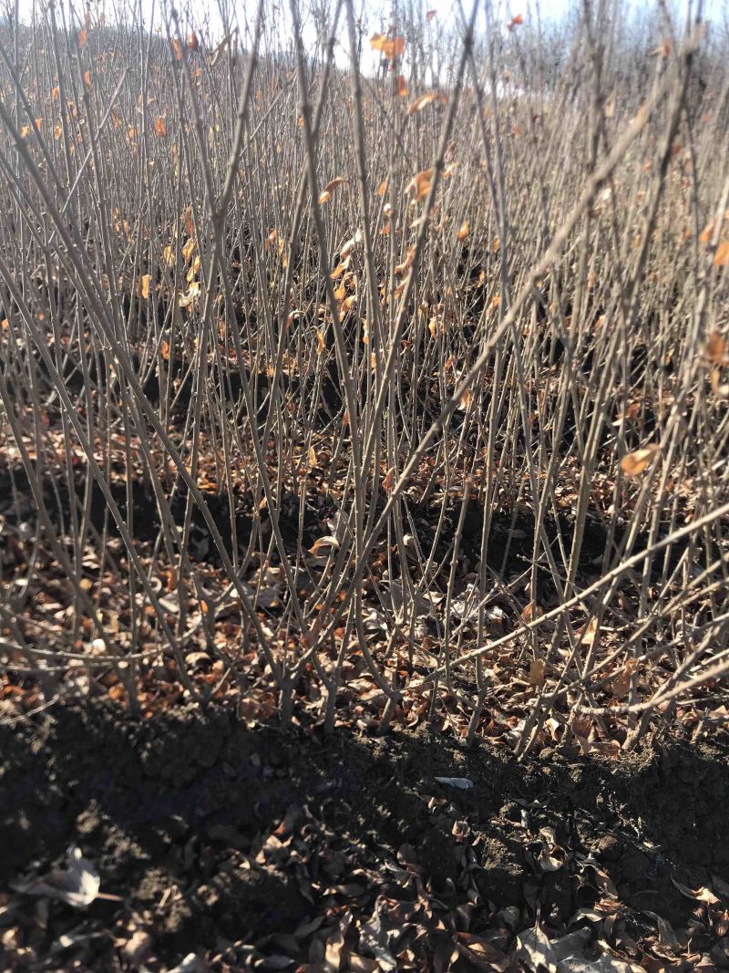 水蜡堆夹值水腊叶片饱满枝条茂盛装杯水蜡小苗