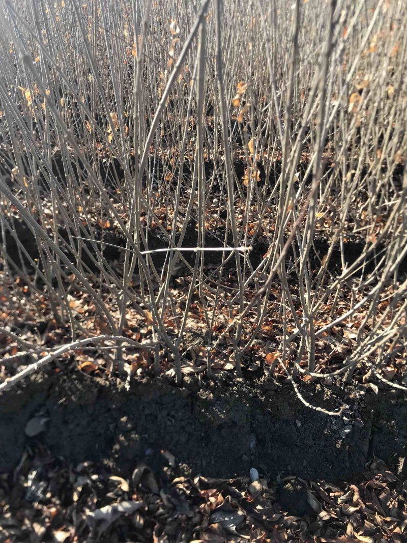 水蜡堆夹值水腊叶片饱满枝条茂盛装杯水蜡小苗