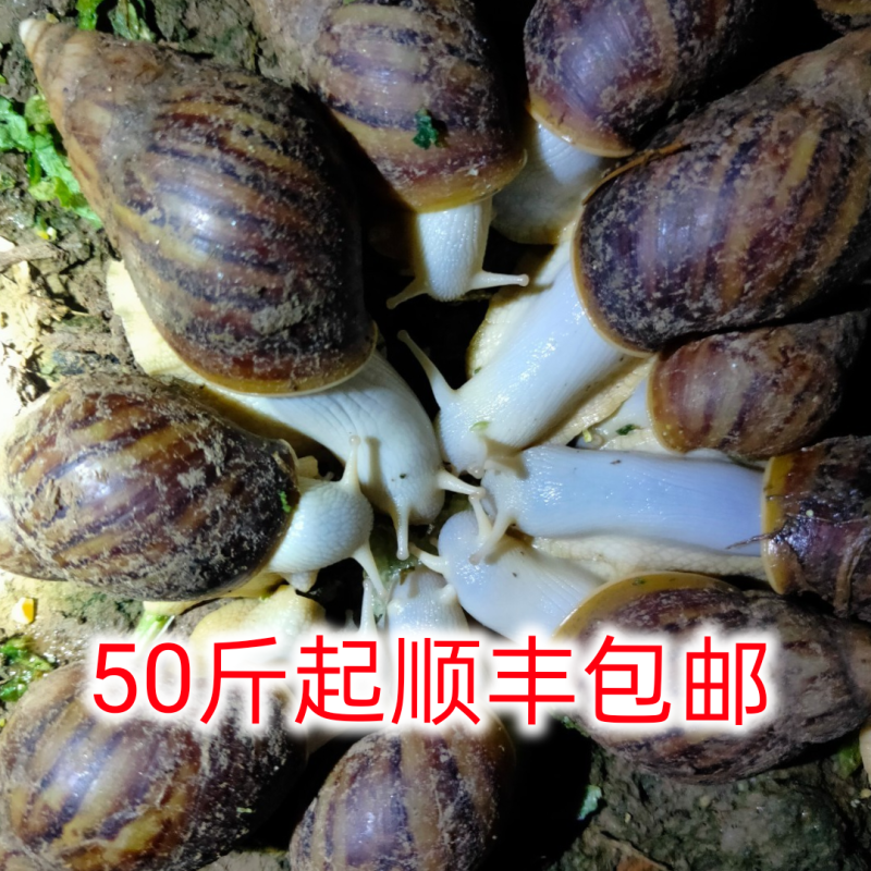 白玉蜗牛产地直供个大饭店西餐厅海鲜市场，有需要的老板联系