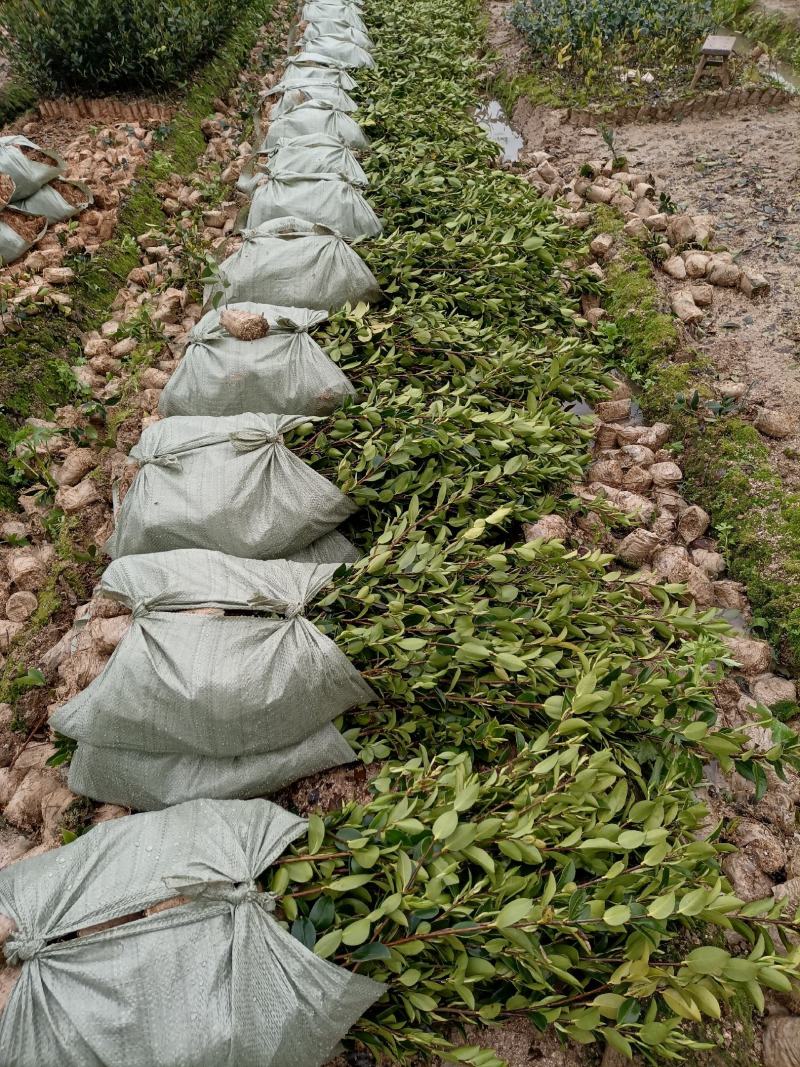油茶苗，湘林210系列零售商品，现挖现卖，全国包邮，
