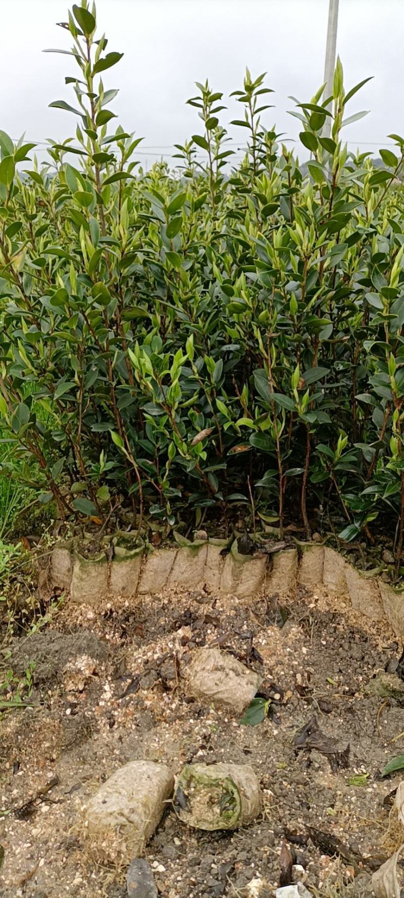 油茶苗，湘林210系列零售商品，现挖现卖，全国包邮，