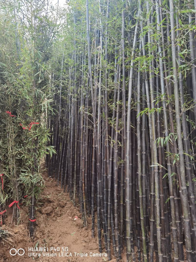 批发紫竹紫竹苗基地紫竹苗价格1-3公分规格齐全