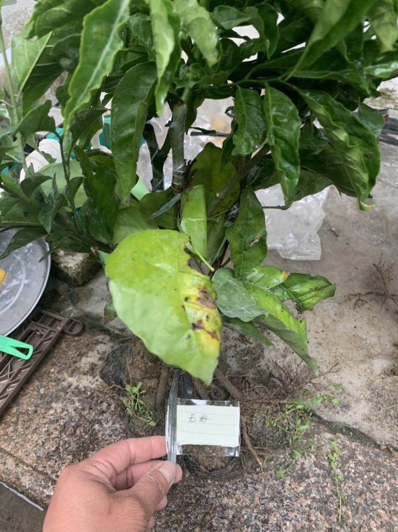黄皮大量现货清货中，30-120厘米高，货量充足。