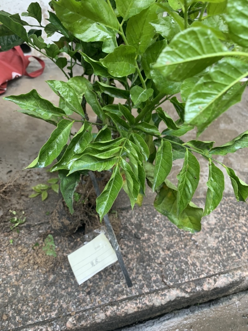 黄皮大量现货清货中，30-120厘米高，货量充足。