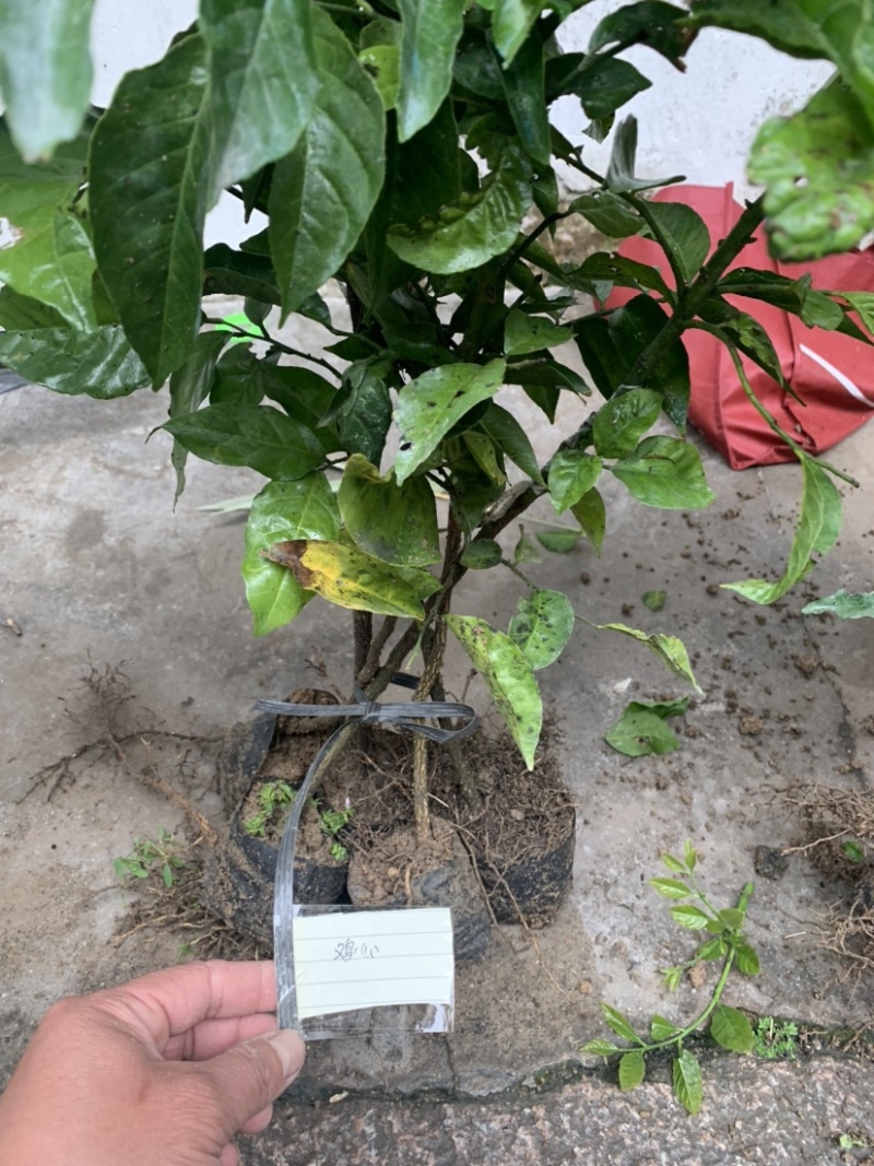 黄皮大量现货清货中，30-120厘米高，货量充足。