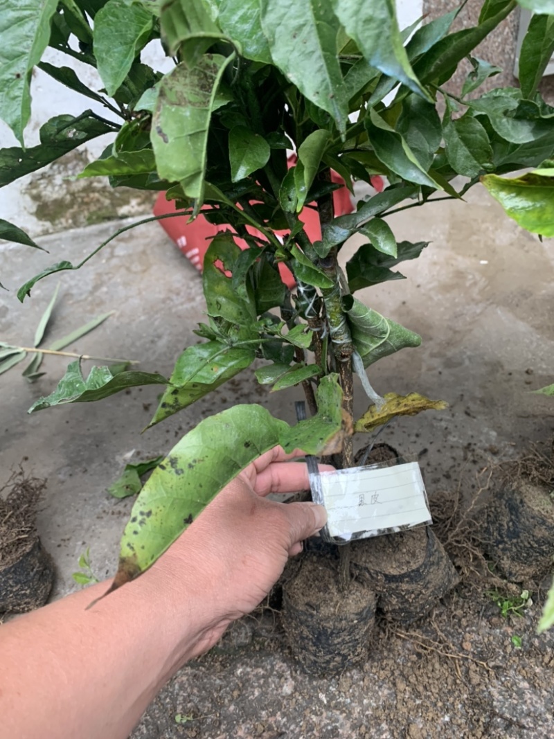 黄皮大量现货清货中，30-120厘米高，货量充足。