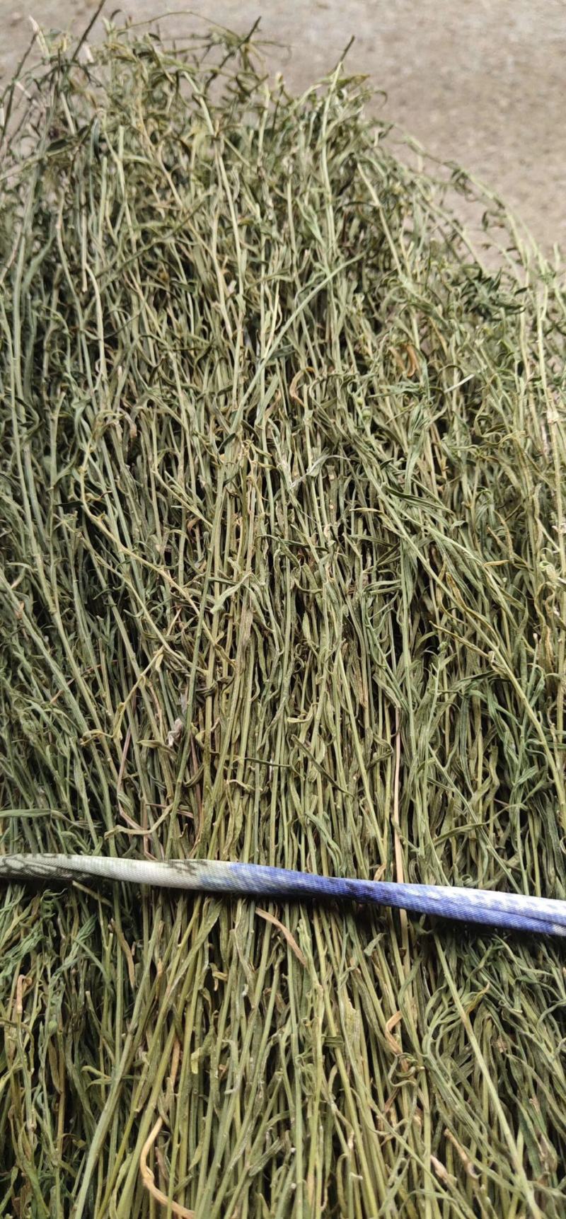 百蕊草小米草新货