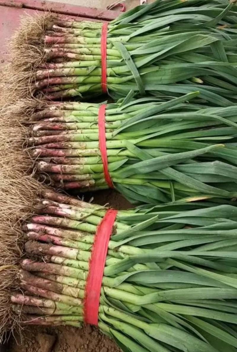 红根蒜苗大量上市现货供应