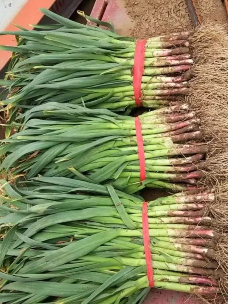 红根蒜苗大量上市现货供应
