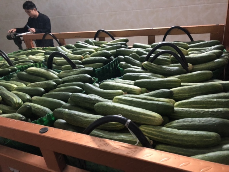 产地新根燕白黄瓜大量上市