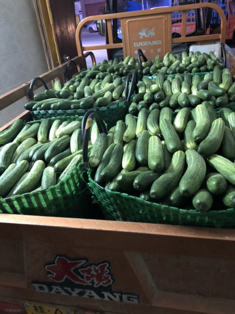 产地新根燕白黄瓜大量上市