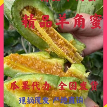 【有好货】山东羊角蜜甜瓜产地一手货源，量大从优现摘现装