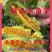 【有好货】山东羊角蜜甜瓜产地一手货源，量大从优现摘现装