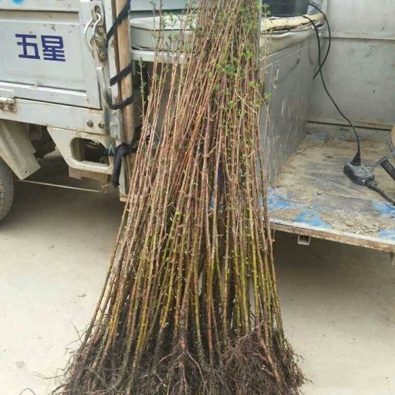 水杉树苗工程苗木水杉树苗水杉苗木落羽杉红杉树苗室外柳杉水