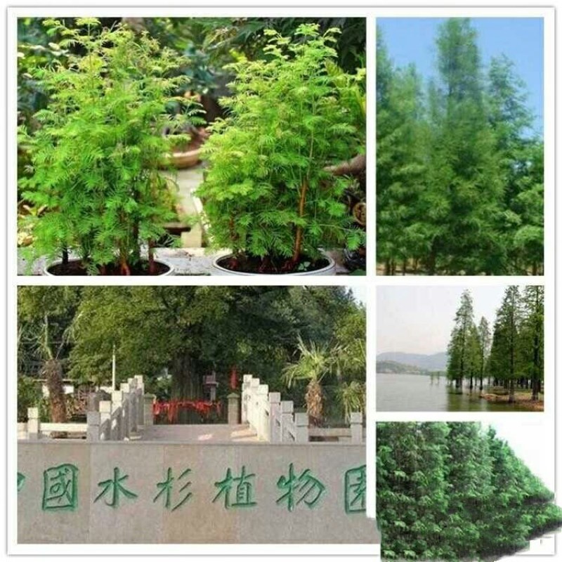水杉树苗工程苗木水杉树苗水杉苗木落羽杉红杉树苗室外柳杉水