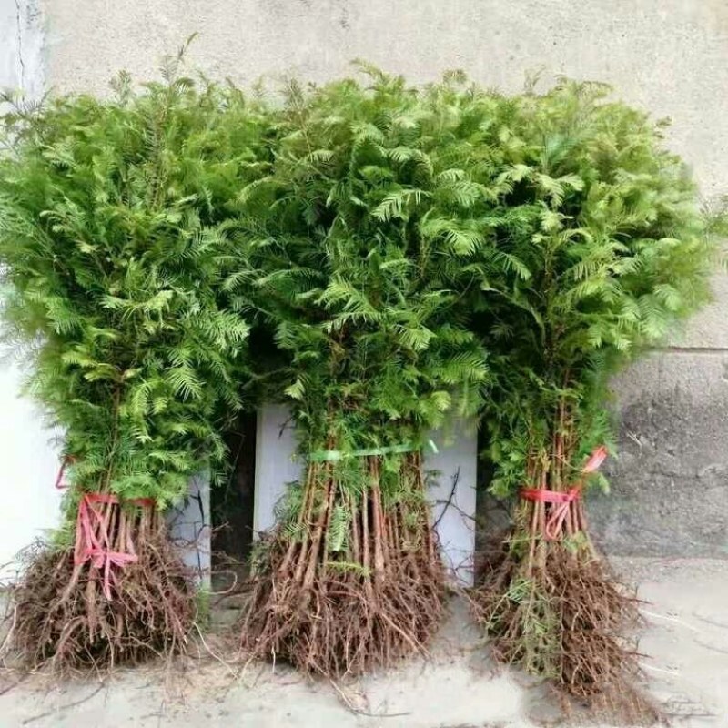 水杉树苗工程苗木水杉树苗水杉苗木落羽杉红杉树苗室外柳杉水