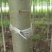 竹柳青皮柳3--8公分10万棵