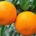 沃柑川南沃柑自贡沃柑四川沃柑