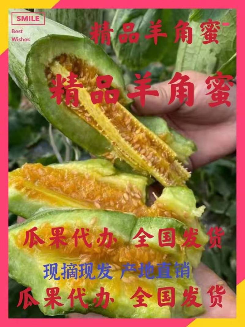 精品羊角蜜甜瓜1斤以上货源充足价格便宜承接电商微商对接