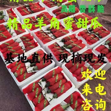 羊角蜜甜瓜山东羊角蜜甜瓜产地直发无间商差价六两以上