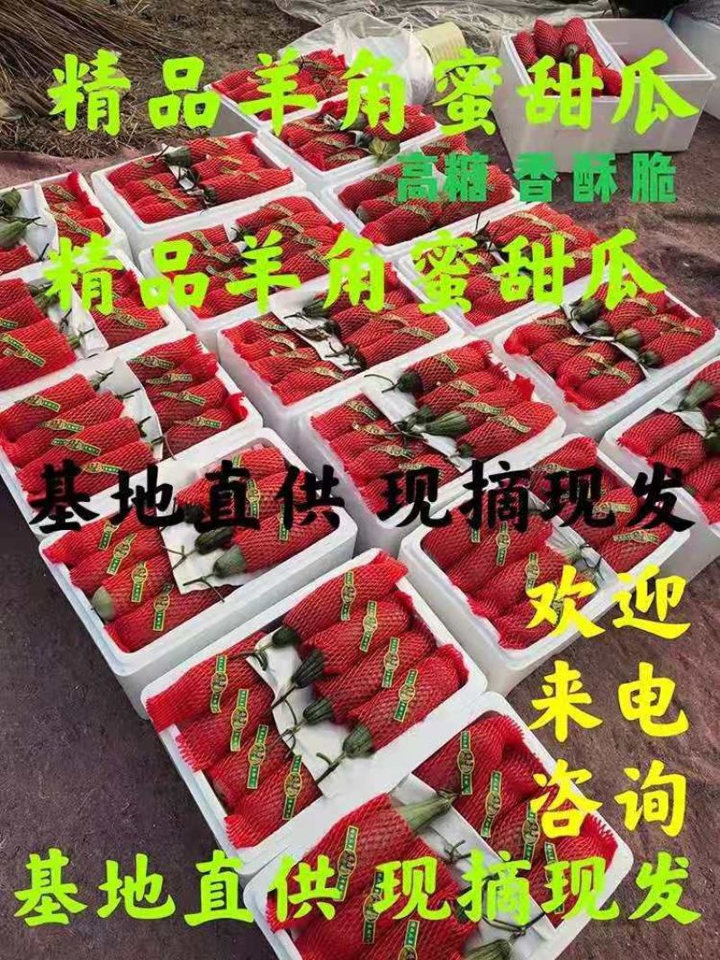 羊角蜜甜瓜山东羊角蜜甜瓜产地直发无间商差价六两以上