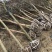 精品紫薇紫薇3-20公分基地之销看货打号