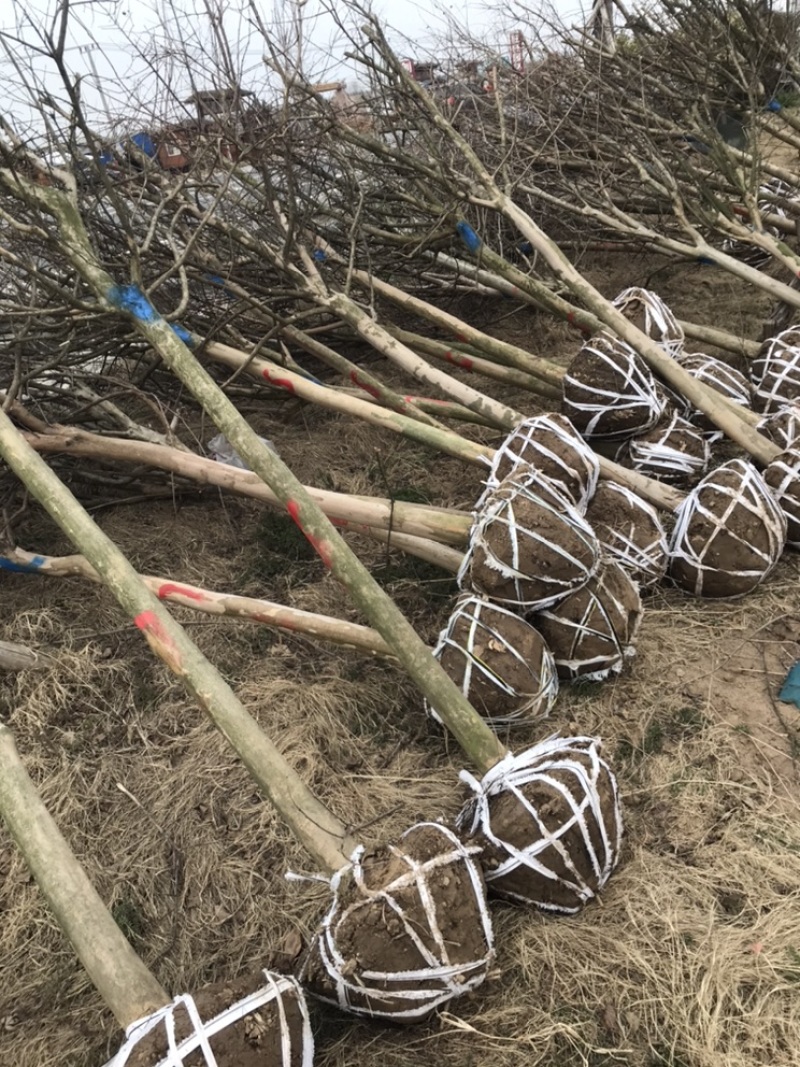 精品紫薇紫薇3-20公分基地之销看货打号