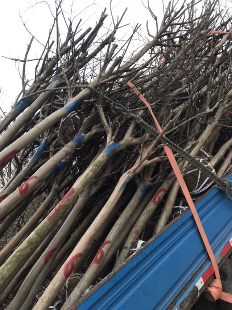 精品紫薇紫薇3-20公分基地之销看货打号