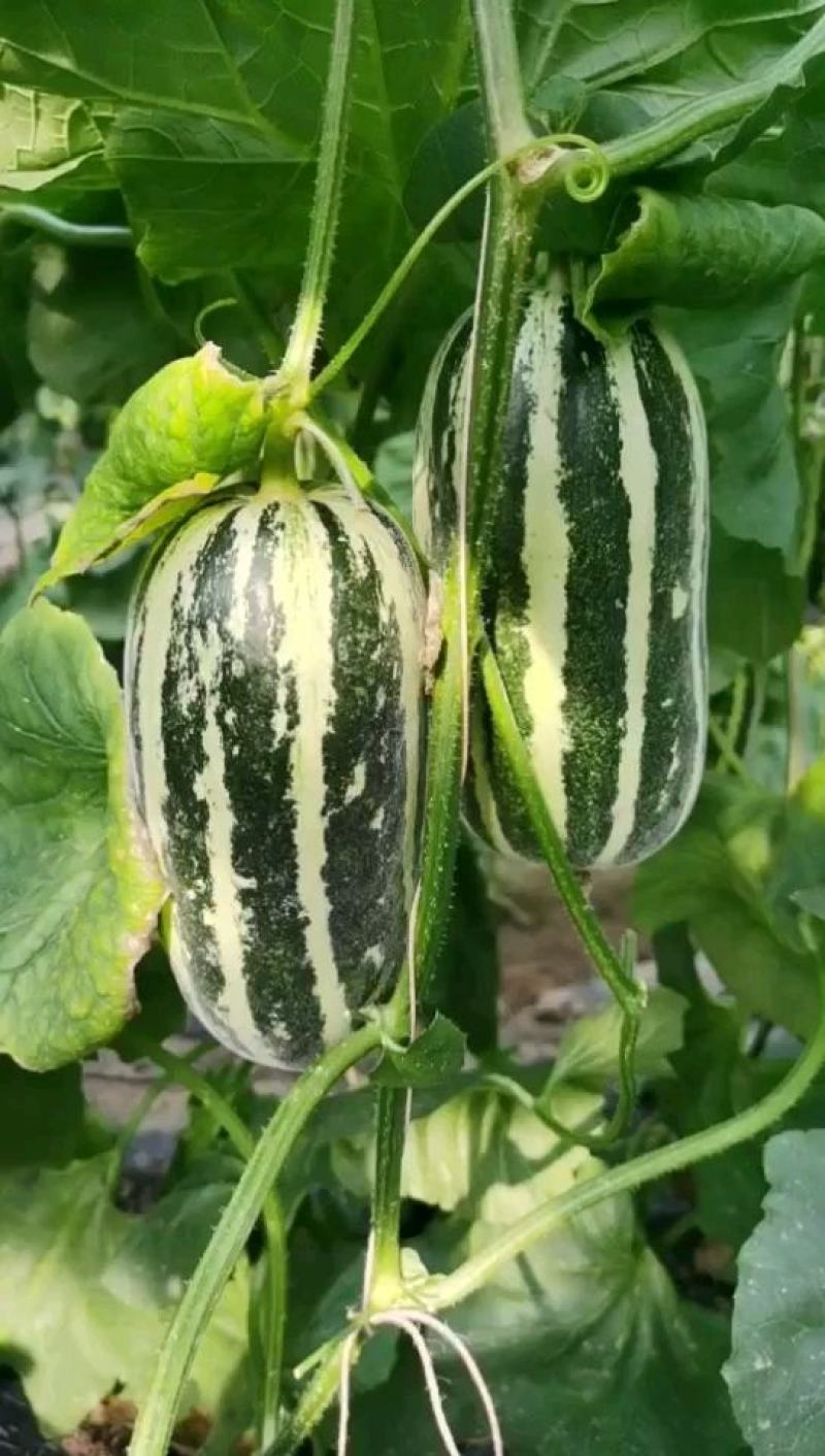 博洋9甜瓜：暖棚头茬、自然成熟、又脆又甜