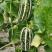 博洋9甜瓜:暖棚头茬、自然成熟、又脆又甜